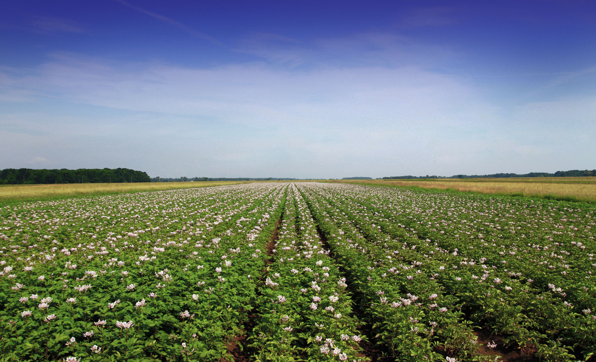 Kmetija Kolenko - krompir je naš svet